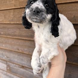 Bella - Blue roan female Cockapoo puppy in Connersville, Indiana from MoonShine Babies
