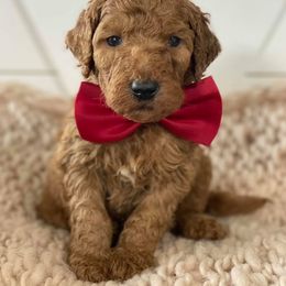 Goldendoodle Puppies from McClelland Doodles