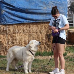 Willow - female Maremma Sheepdog puppy in Kings County, California from Prancing Pony Farm Maremma Sheepdogs