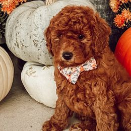 Bernedoodles and Goldendoodles from Brown’s Golden Paws