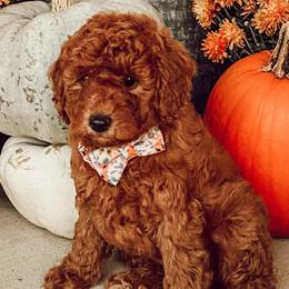 Bernedoodles and Goldendoodles from Brown’s Golden Paws