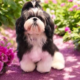 Goldendoodle and Shih Tzu Puppies from Shihtzuandoodlenc.LLC