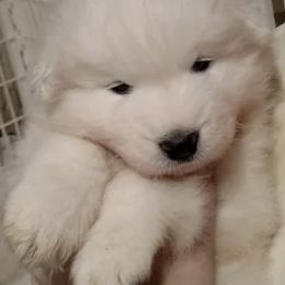 Samoyeds from DreamQuest Samoyeds