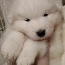 Samoyeds from DreamQuest Samoyeds