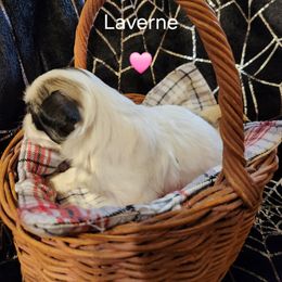 Laverne - Tricolor female Shih Tzu puppy in Ocala, Florida from Kinard's poodles and doodles