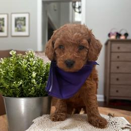 Savannah - Red  female Goldendoodle puppy in Alamance County, North Carolina from Doodle Squad Puppies