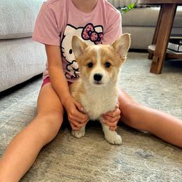 Finnegan - Red male Pembroke Welsh Corgi puppy in Urbana, Ohio from Edgewood Farm and Kennel