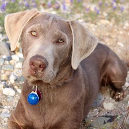 Dilute Retrievers and Labrador Retrievers from Silver Bullet Labradors