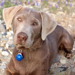 Dilute Retrievers and Labrador Retrievers from Silver Bullet Labradors