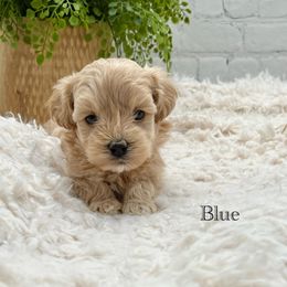 Maltipoo Puppies from Grassy Meadow Pups