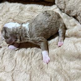 Boy 3 - Red merle male Aussiedoodle puppy in Golden, Mississippi from Two Creeks Farm Poodles & Doodles