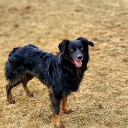 Fawkes - Australian Shepherd
