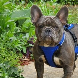 French Bulldogs from World Premier Frenchies
