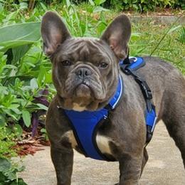French Bulldogs from World Premier Frenchies