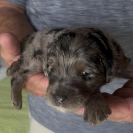 Ante - Merle female Sheepadoodle puppy in Buford, Georgia from Guppy Puppies