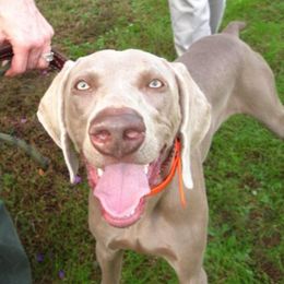 Weimaraners from Megan's Weimaraners