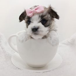 Companion Cross, Havanese, Mal-Shi, Maltese, Maltipoo, Morkie, and Shih Tzu Puppies from Seeking Shalom Acres Maltese, Maltipoos & Havamalts