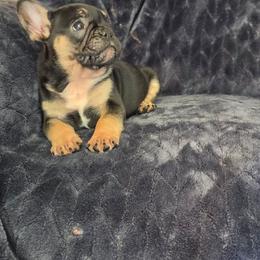 French Bulldog puppies from Lake Martin Fancy Frenchies