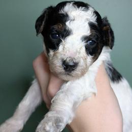 Mei - Parti female Poodle puppy in Salem Township, Maine from Moirae Poodles
