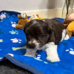 Bennett - Liver male Miniature Schnauzer puppy in College Station, Texas from Fran’s Miniature Schnauzers