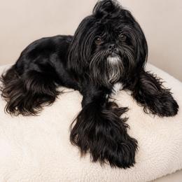 Oreo - Shih Tzu