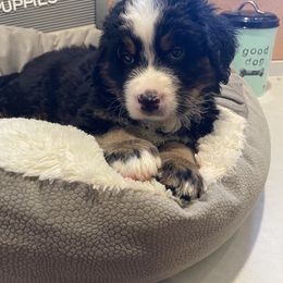 Bernedoodle Puppies from Russell Ranch Bernedoodles