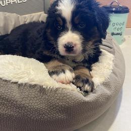 Bernedoodle Puppies from Russell Ranch Bernedoodles