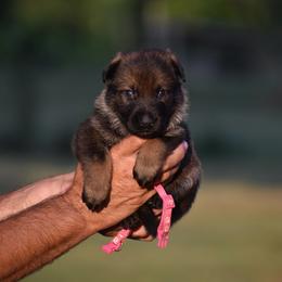 Dark Pink - Sable female German Shepherd puppy in Cherryville, North Carolina from Masky Kennel