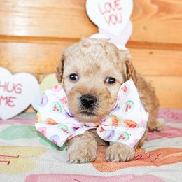 Duke - Apricot male Poodle puppy in Hugo, Oklahoma from Ann R.