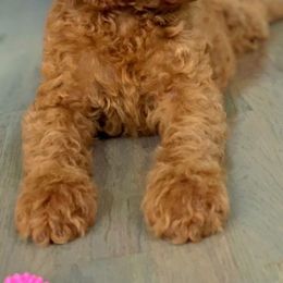 Poodles from Authentic Breed