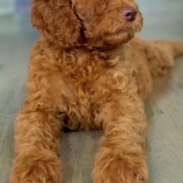 Poodles from Authentic Breed