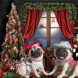 Bulldog and Pug Puppies from Love that bulldog lewter family