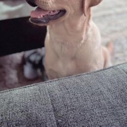 Labrador Retriever Puppies from Trust in the Lord Labradors