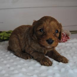 Copper - Red male Cavapoo puppy in Mountain Grove, Missouri from Dogwood & Sassafras Companions