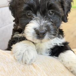 Luna - Black and white female Sheepadoodle puppy in La Plata, Maryland from Serenity Creek Doodles