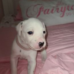 Dalmatian Puppies from BL Dalmatians
