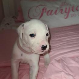 Dalmatian Puppies from BL Dalmatians