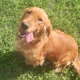 Honey - Golden Retriever