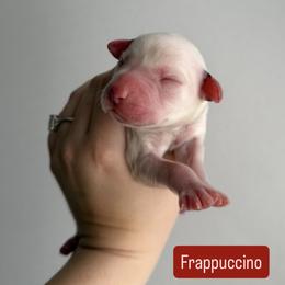 Frappuccino - LUA long coat - White and black male Dalmatian puppy in Davenport, Florida from Sunny Jewels Dalmatians
