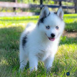 Acorn-ready now - Black and white male Pomsky puppy in Bremen, Indiana from AMS Pomeranians and Pomskies in Indiana