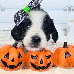 Miss. Yellow-2200 - Piebald female Dachshund puppy in Sparr, Florida from From the Heart Doxies