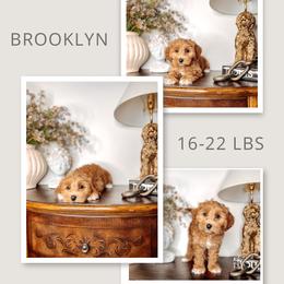 Brooklyn - Red Australian Labradoodle puppy in Decatur, Alabama from Southern Meadows Doodles