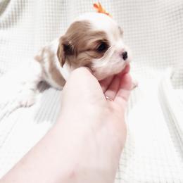 Satin - Blenheim female Cavalier King Charles Spaniel puppy in Wilburton, Oklahoma from My Kids Kennel