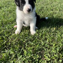 Border Collie Puppies from Pineview Farm