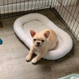 French Bulldog Puppies from Legend French Bulldogs