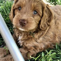 Australian Labradoodle Puppies from Oodles Of Fluffy Doodles