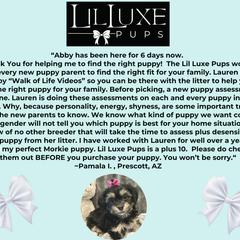 Morkie and Shorkie Puppies from Lil Luxe Pups