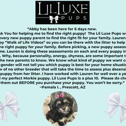 Morkie and Shorkie Puppies from Lil Luxe Pups