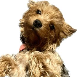 Yorkshire Terriers from Lovely Pups