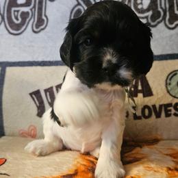 Bluey - Black white and tan female Cocker Spaniel puppy in Bonneville County, Idaho from Dream Catcher Cockers